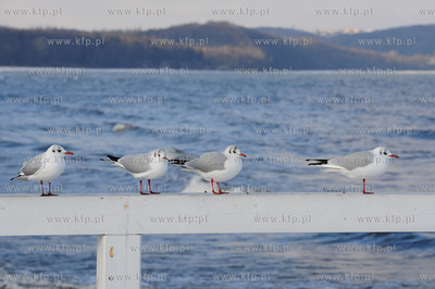 Zimowe molo w Sopocie. Nz. mewy. 1.02.2012 fot. Jerzy...