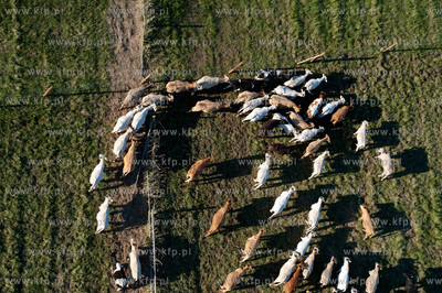 Wypas krow na polskich lakach. NZ laki i stado w okolicy...