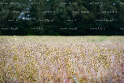 Dobrzewino. Pole rzepaku.07.07.2019 Fot. Anna Bobrowska...