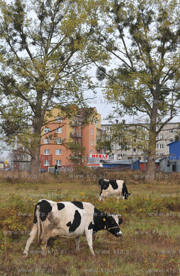 Miejskie pastwisko. Krowy pasace sie w Gdansku Kokoszkach...