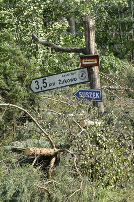 Skutki wichury na Pomorzu. Zniszczony przez wiatr las...