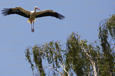 Bakowo. Obraczkowanie bocianow bialych. Akcja odbywa...