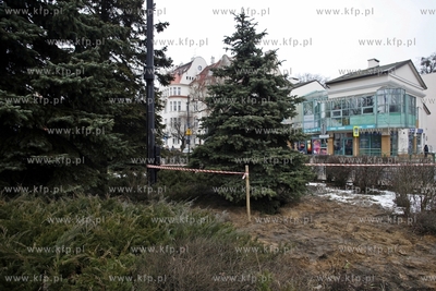 Sopot. Wykopywanie drzew i krzewow  na placyku przy...
