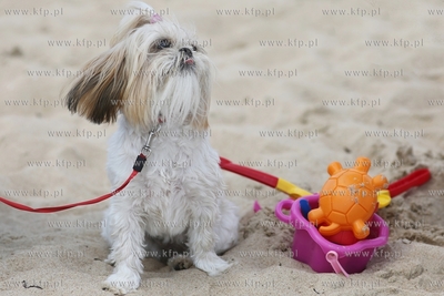 Gdańsk Brzeźno. Puchar Polski Psów Ratowniczych.
14.06.2015
fot....