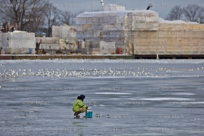 Wędkarze łowią ryby na zamrzniętej Martwej Wiśle...
