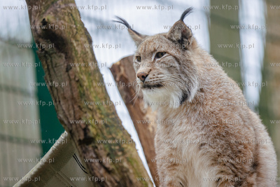 Gdański Ogród Zoologiczny. Nz. Ryś. 26.04 2023 /...