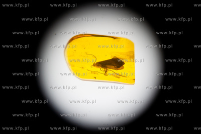 Uniwersytet Gdanski. Wydzial Zycie w lesie bursztynowym...