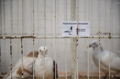 Zespol Szkol Rolniczych w Rusocinie. Wystawa Golebi...