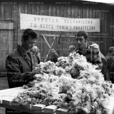 Konkurs strzyzenia owiec. 
10.1969
3pazdziernik69_z.kosycarz_p7
Fot....