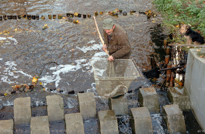 Smoldzino na przeplawce w elektrowni wodnej,  trwa...