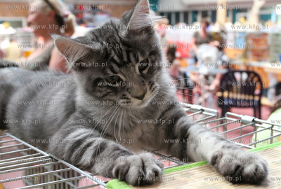 Dwunasta Miedzynarodowa Wystawa Kotow Rasowych Sopot...