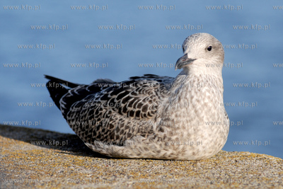 Mewa srebrzysta - gatunek duzego ptaka wodnego z rodziny...