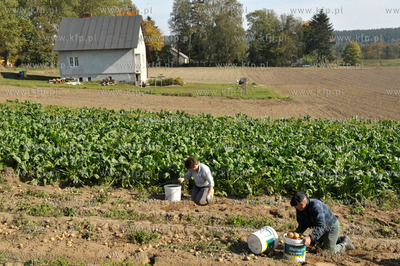 Wykopki ziemniakow na polu Bogdana Waldera we wsi Sulmin...
