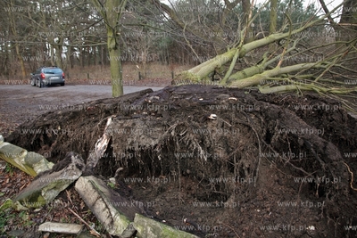 Gdansk. Wichura. Nz. przewalone drzewo w przy alejkach...