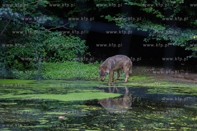 Gdańsk. Zoo w Oliwie. Upał w Zoo. Nz. Wilki 02.08.2018....