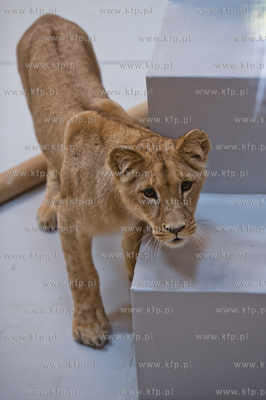 Gdansk. Oliwskie Zoo. Przyjazd czterech lwow, trzech...