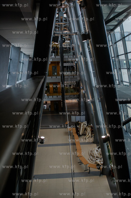 Gdansk. Uniwersytet Gdanski. Rozladunek szkieletu pletwala...