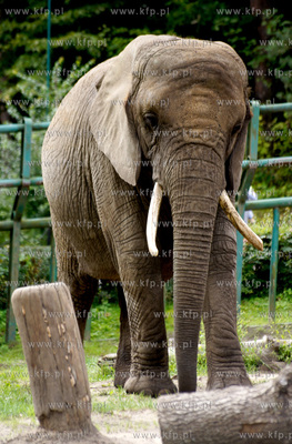 Ogrod zoologiczny w Gdańsku Oliwie. Nz. slon 04.09.2010
fot....