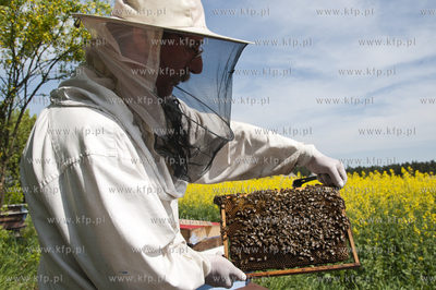 Pszczelarz pan Kazimierz Stosik podczas wiosennych...