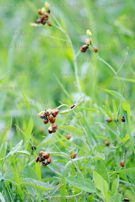 Tysiace biedronek pojawilo na plazy i okolicach Grand...