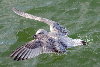 Mewy przy sopockim molo
09.09.2012
Fot. Andrzej J....