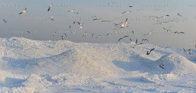 Gdynia Orlowo w zimowej szacie. Stado  mew przy orlowskim...