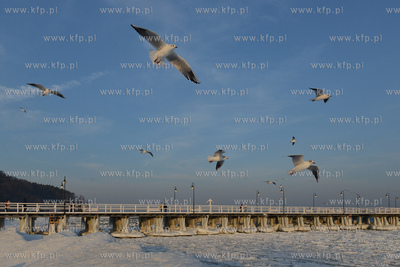 Gdynia Orlowo w zimowej szacie. Stado  mew przy orlowskim...