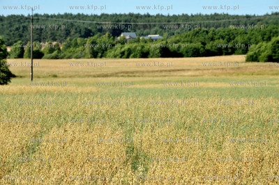 Wies Olpuch na Kaszubach. Pole obsiane zbozem, owsem21.07.2013...