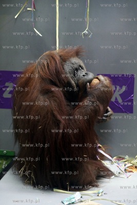 Gdanskie Zoo. 40 urodziny orangutanow Rai i Alberta.
26.03.2013
fot....
