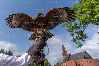 Sierakowice. XVIII Festiwal Kultury Łowieckiej Knieja...
