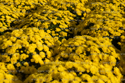 Cmentarz Łostowicki na dzień przed dniem Wszystkich...