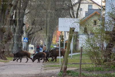 Dziki, Gdańsk, ulica Abrahama. 20.04.2019 Fot. Anna...