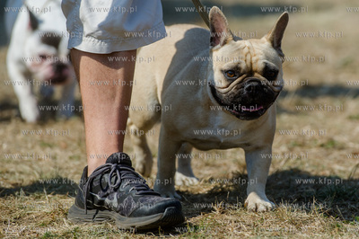Sopot. Hipodrom. Miedzynarodowa Wystawa Psow Rasowych.
23.08.2015
fot....