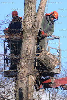 Rozpoczela sie wycinka starych, chorych i zagrazajacych...