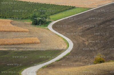 Morawy. Czechy. Okolice miejscowosci Kijev. Nz. pola...