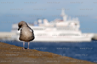 Mewa srebrzysta - gatunek duzego ptaka wodnego z rodziny...