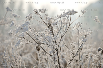 Piekna zima na zabytkowej ul. Wiezyckiej w Gdansku-Lostowicach.
16.01.2010
fot....