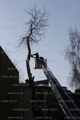 Sopot. Strazacy wycinaja drzewo przy ul. Chrobrego.
29.12.2014
fot....