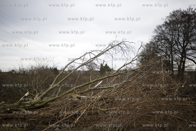 Wycinka drzew przy ul. Kochanowskiego w Gdańsku.
28.02.2017
fot....