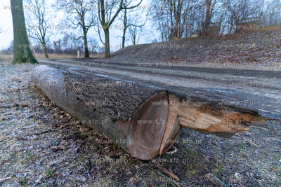 Rewitalizacja Opływu Motławy. Nz. ścięte drzewo
03.02.2023...