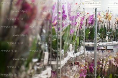 Gdansk. Giełda kwiatowa Dick Inter.
08.03.2013
fot....