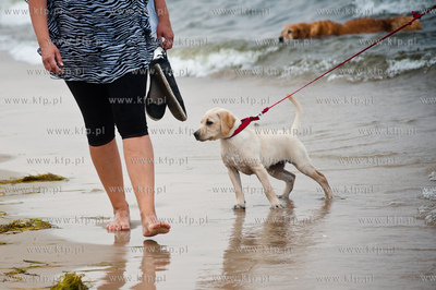 Sopocka plaza przyjazna dla zwierzat. Wprowadzona uchwala...