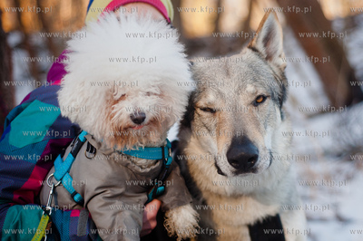 Gdynia. Polanka Redlowska. Pomorski Puchar Dogtrekkingu.
08.02.2014
fot....