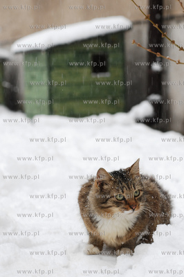 Gdanski pilotazowy program pomocy wolnobytujacym kotom...