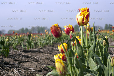 Zulawski Tulipan 2015. Tulipany rosnace na polach w...