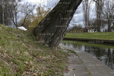 Rzeka Radunia w Pruszczu Gdańskim. 
19.03.2020
fot....