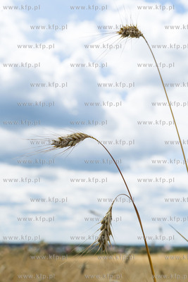 Chwaszczyno.11.07.2019 Fot. Anna Bobrowska / KFP