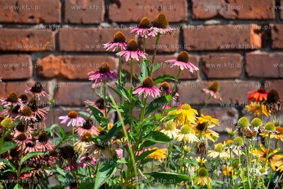 Łąka w centrum miasta. Gdańsk, róg ul. Zbytki i...
