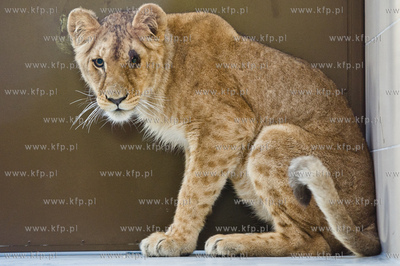 Gdansk. Oliwskie Zoo. Przyjazd czterech lwow, trzech...