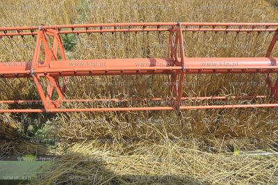 Zniwa w okolicy Pelplina
07.08.2009
fot. Krzysztof...